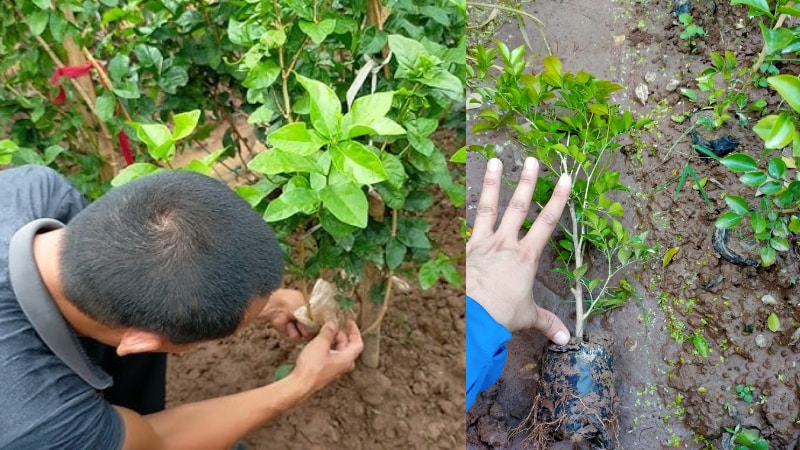 Cách trồng và chăm sóc cây nguyệt quế