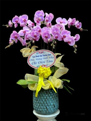 TOP 7 Shop Hoa Lan Hồ Điệp Phủ Lý