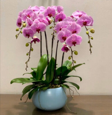 Shop hoa lan hồ điệp đường 21 Tháng 8, Phan Rang – Tháp Chàm