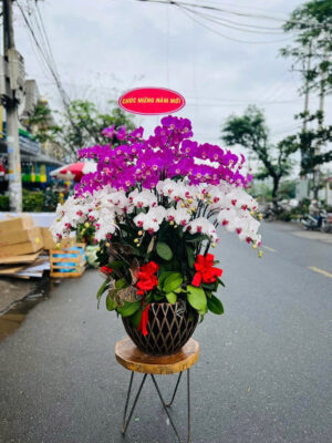 TOP 7 Shop Hoa Lan Hồ Điệp Hải Dương