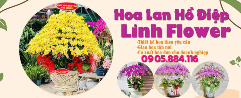 TOP 7 Shop Hoa Lan Hồ Điệp Hưng Yên